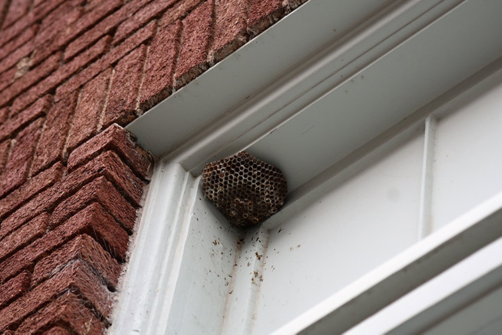 We provide a wasp nest removal service for domestic and commercial properties in Horsham.